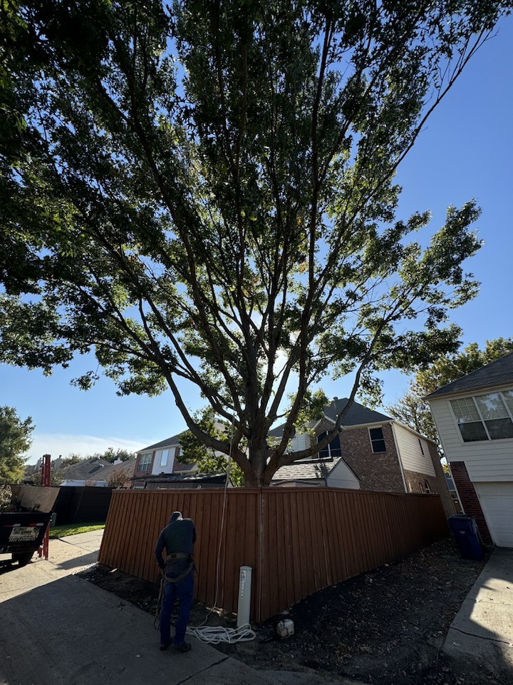 Ultimate Tree Service