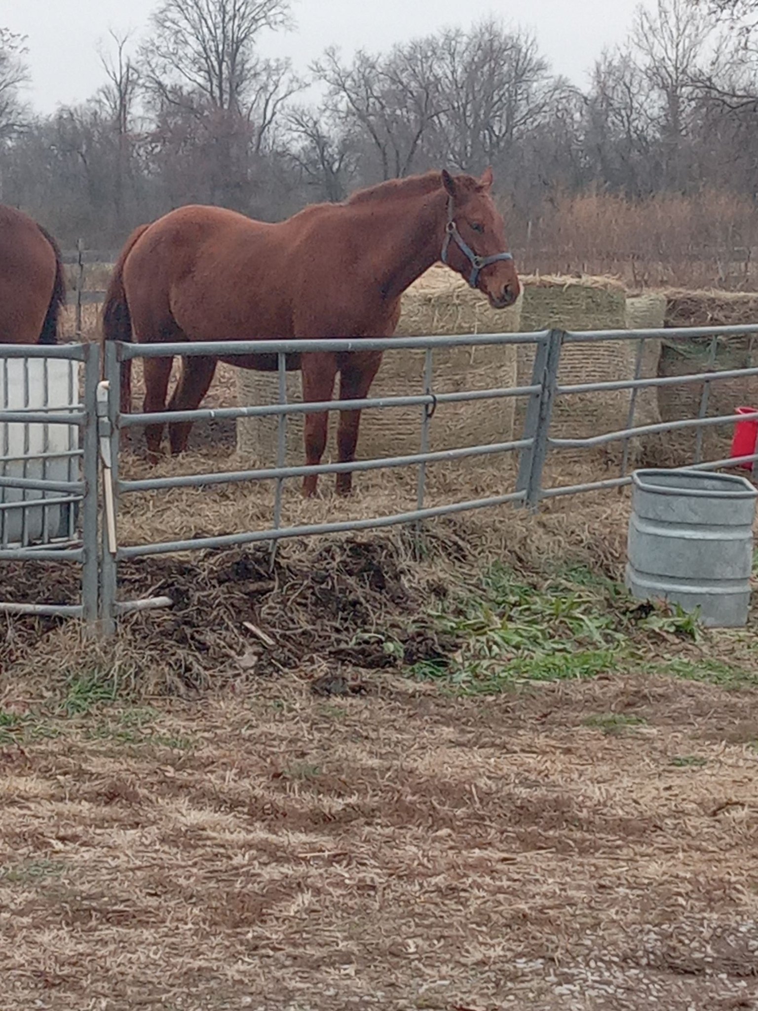 Omar Razvi - Well looks like if you have Illinois breeders... | Facebook