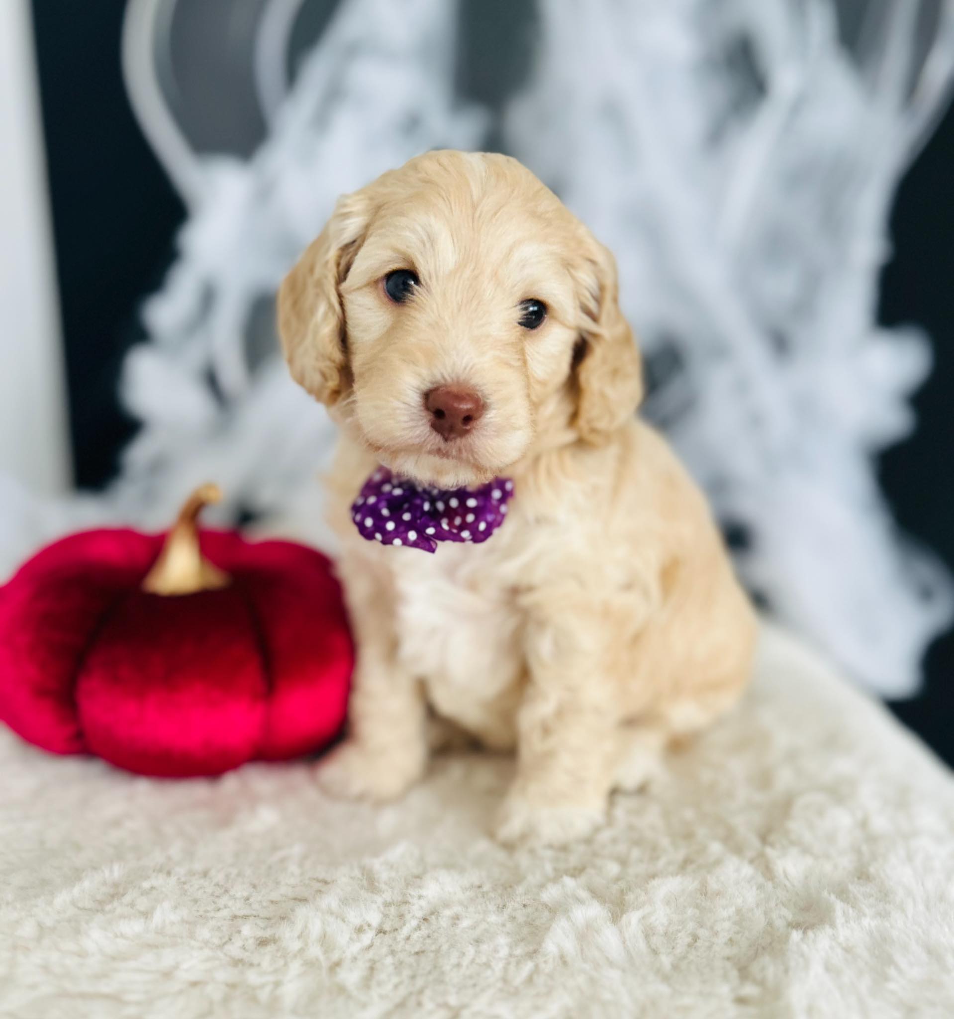 Spiffy Doodle Cockapoos added a... - Spiffy Doodle Cockapoos