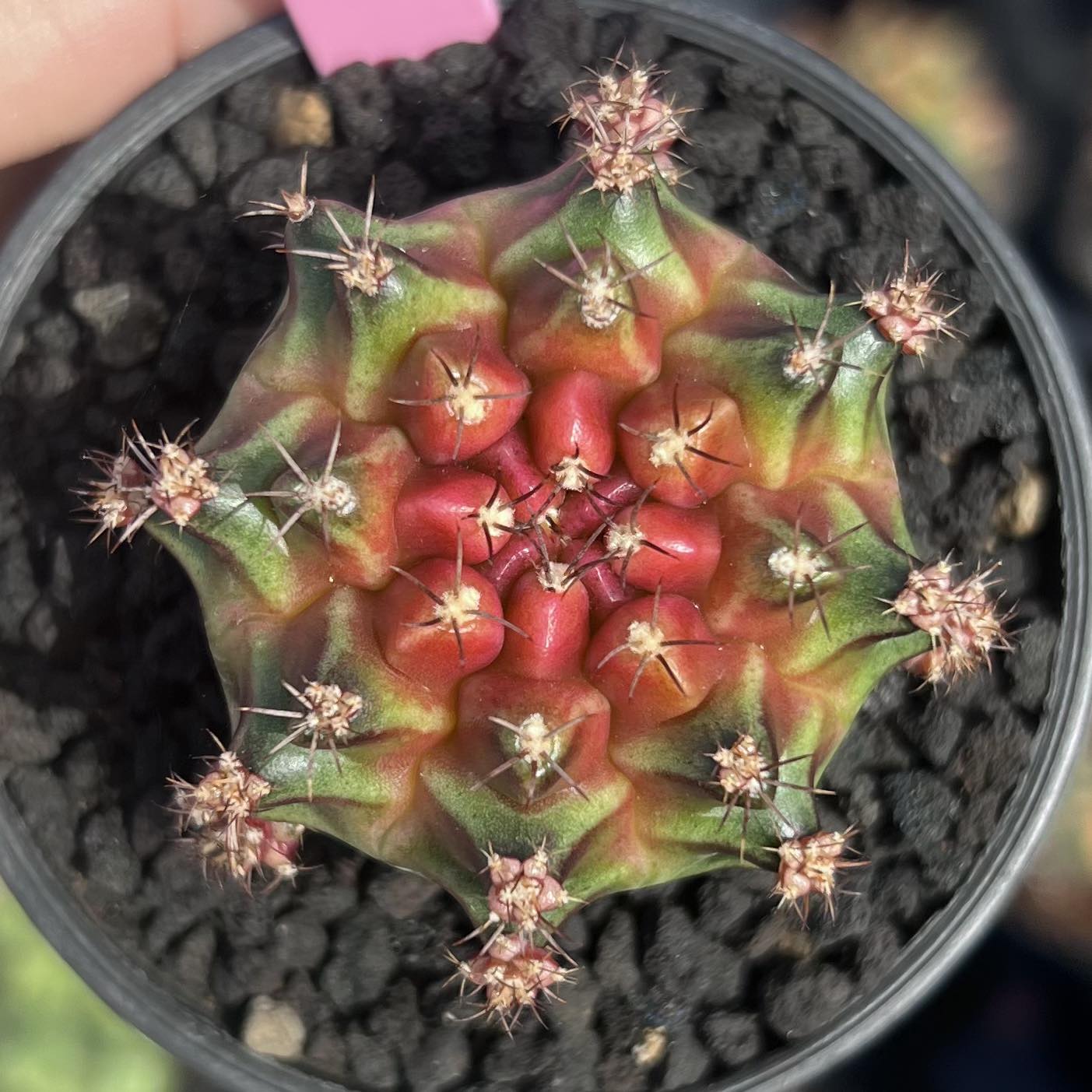 Bookky Cactus