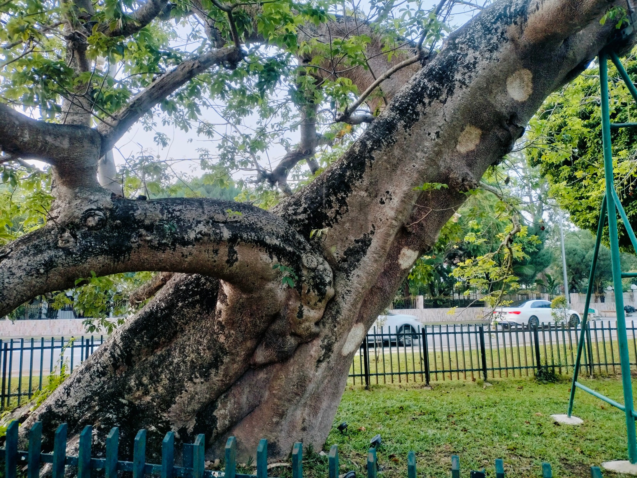 A 149-year-old baobab tree on the traffic island between Jalan