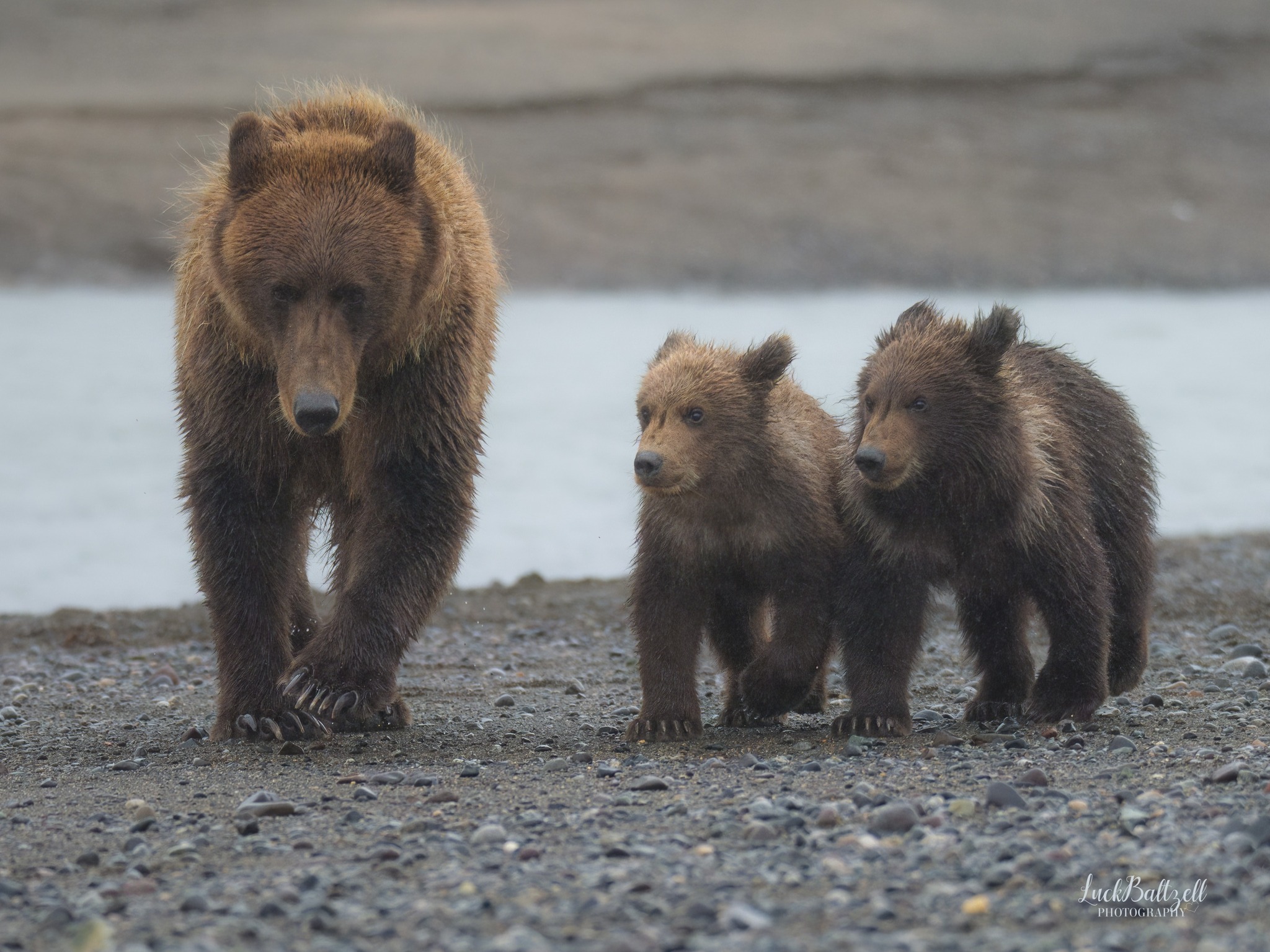 Identify bear with long nose?