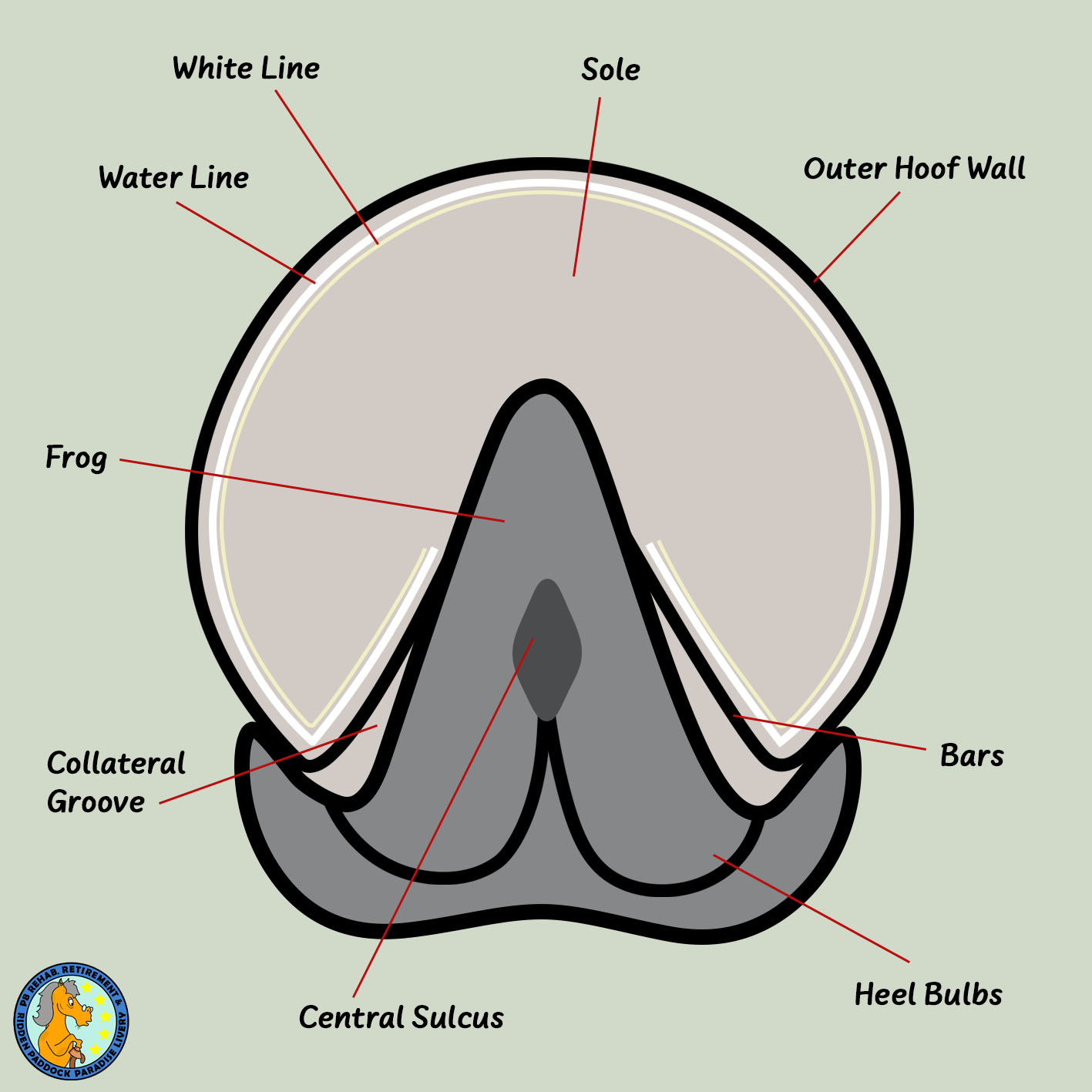 PB - 5 things to know about your horse’s hooves – 🐴 The waterline, also ...