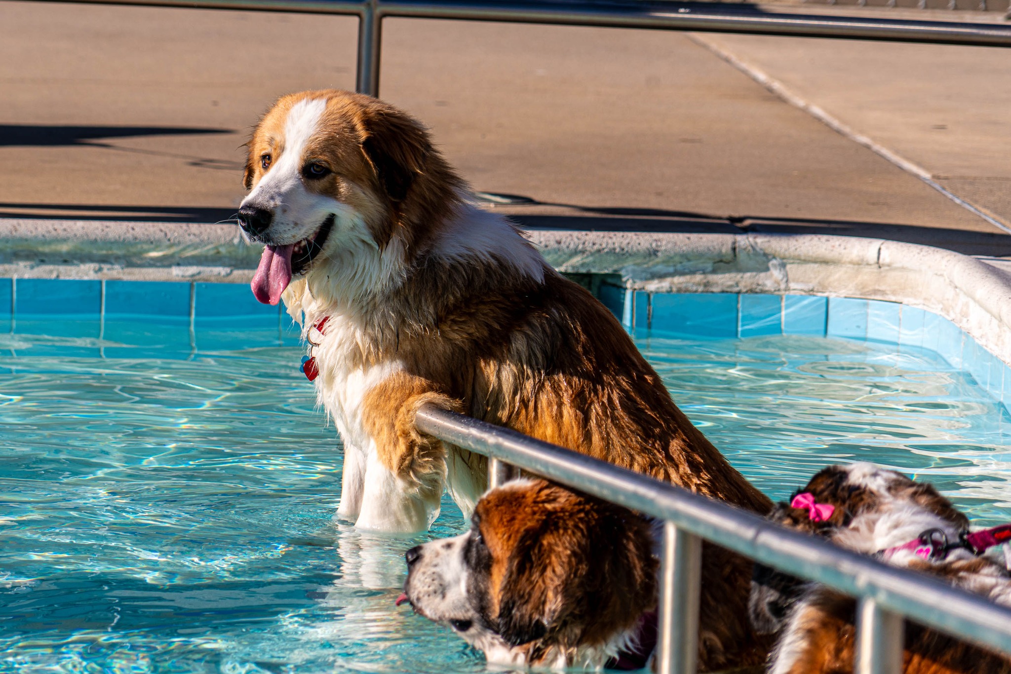 Humane Society of Washington County | Hagerstown MD
