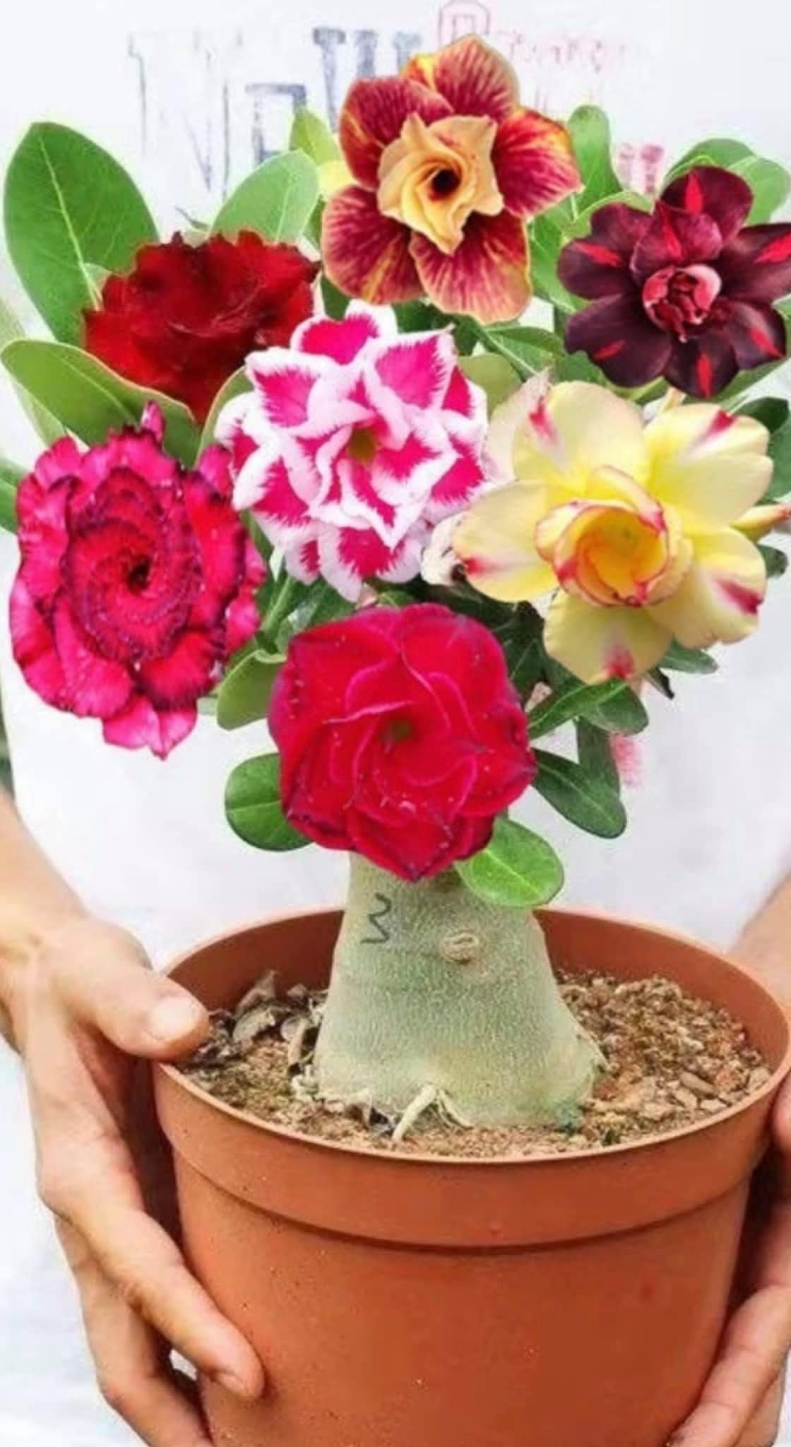 Tarlac Adenium Garden - ‼️NOW AVAILABLE‼️ SUPER RARE ADENIUM COLLECTION ...