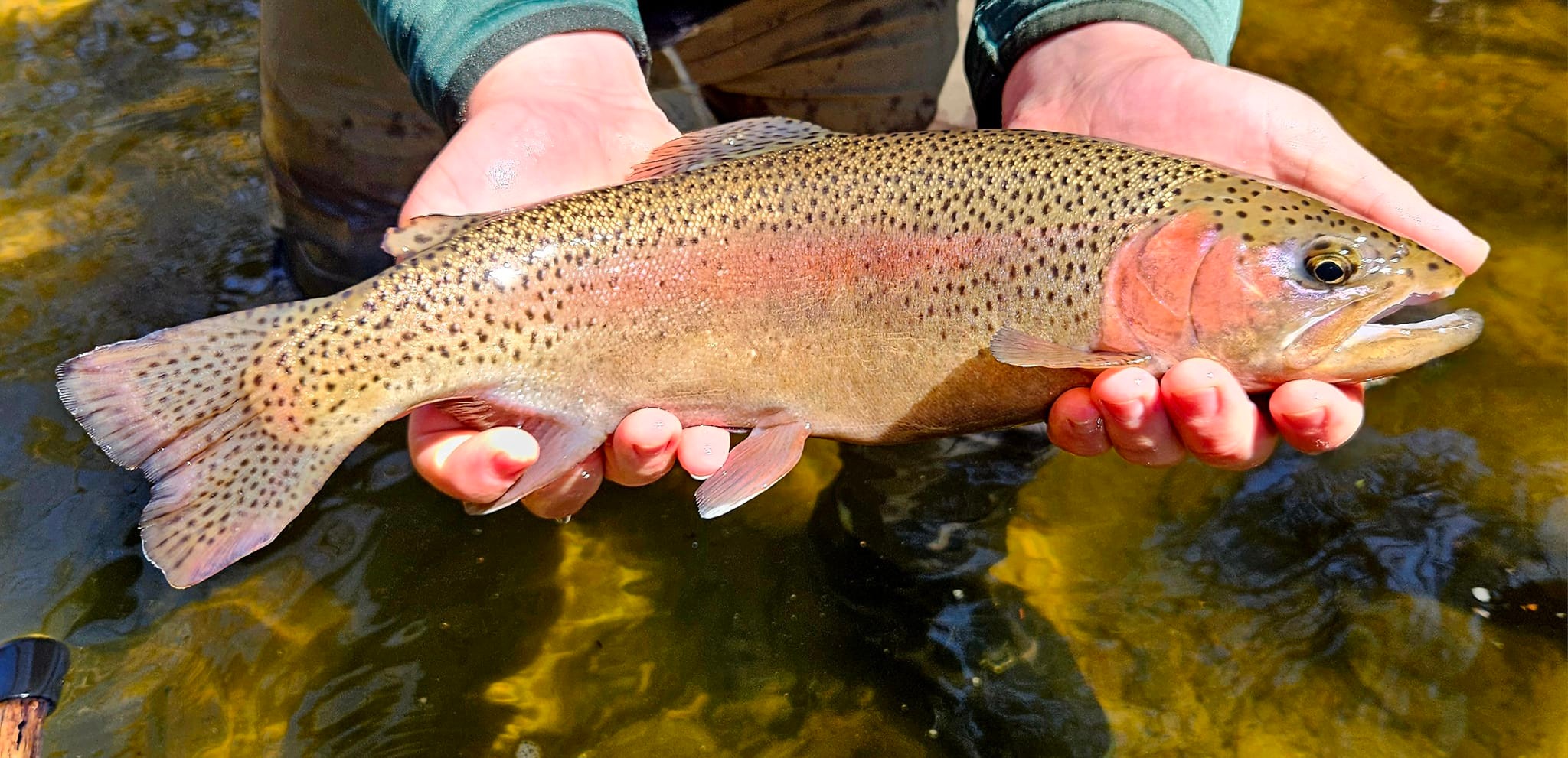 Trout... - Trout Unlimited ~ Southwestern Vermont Chapter