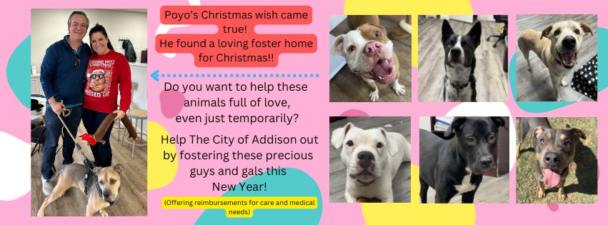 Town of Addison Animal Services | Addison TX