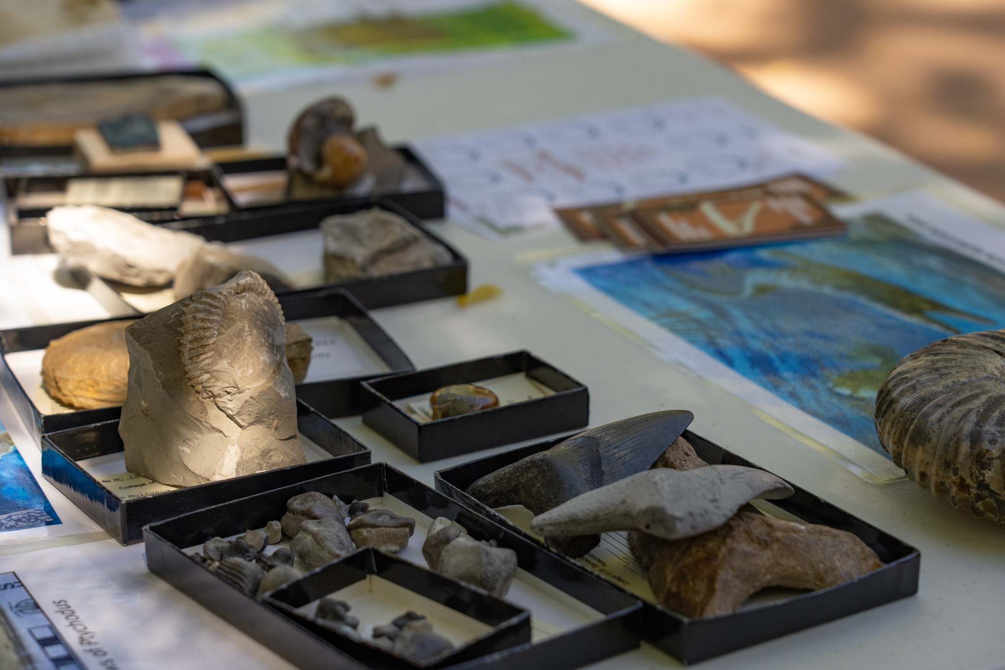 today is National Fossil Day. Fossils are the remains or traces of