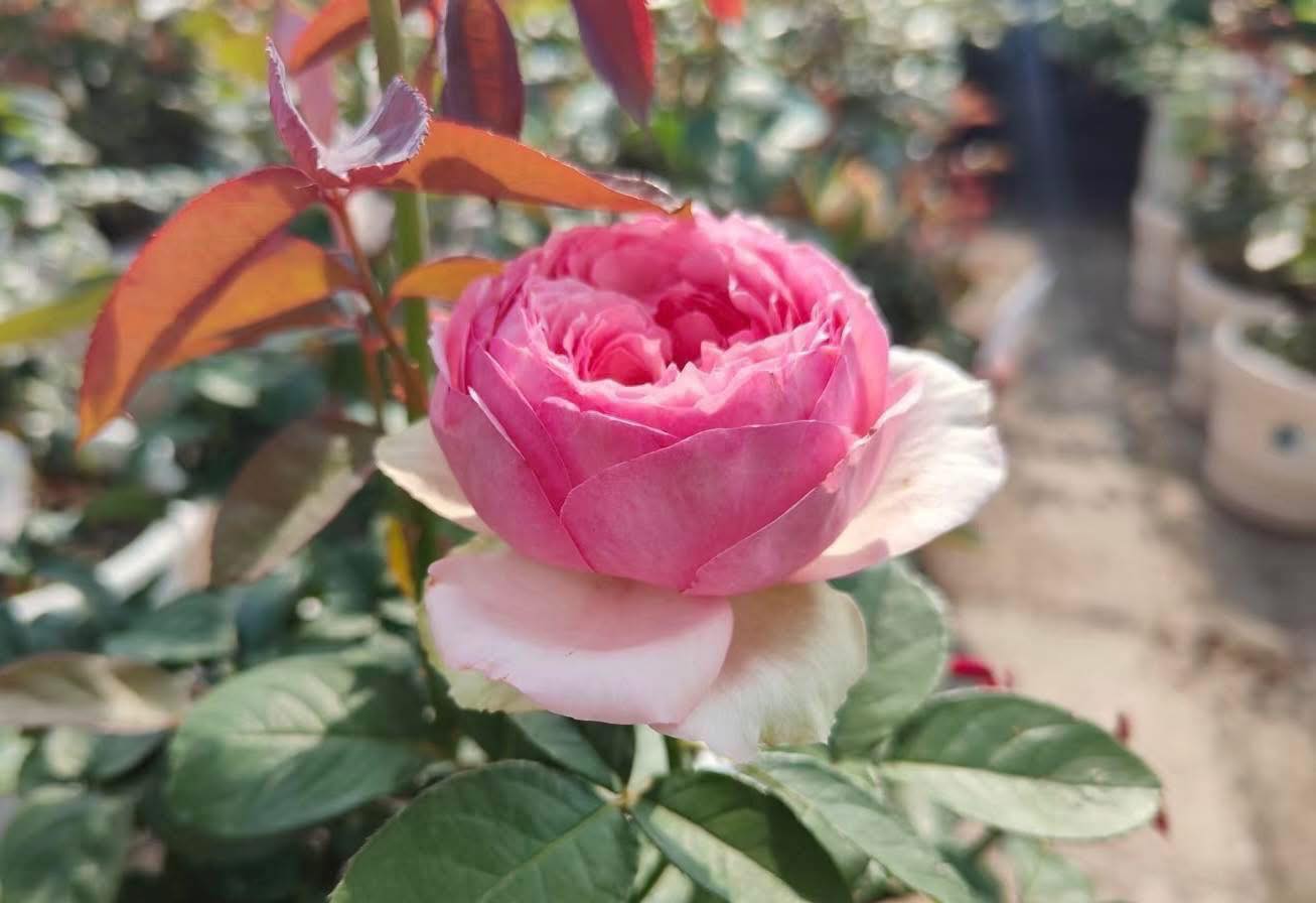 The Rose Garden - The Rose Garden added a new photo.