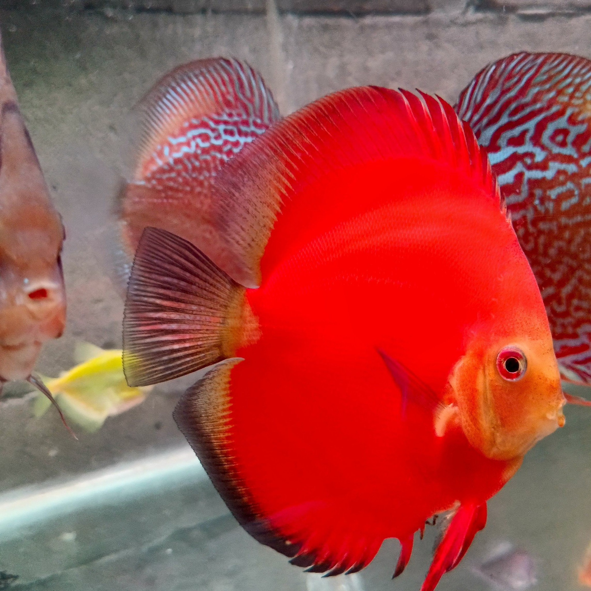 Ikan predator #fyp #viral | Highway Aquatic