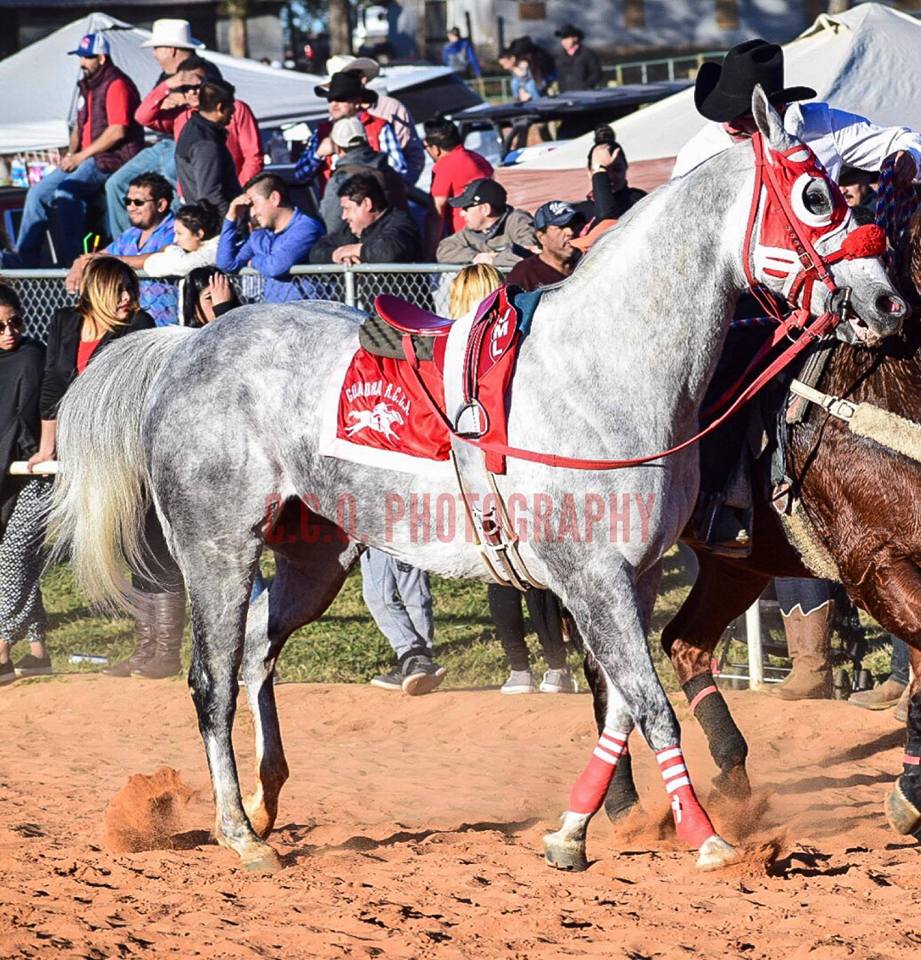 El Nevado De Cuadra RCCA.... - Caballos Ligeros De Chicago | Facebook