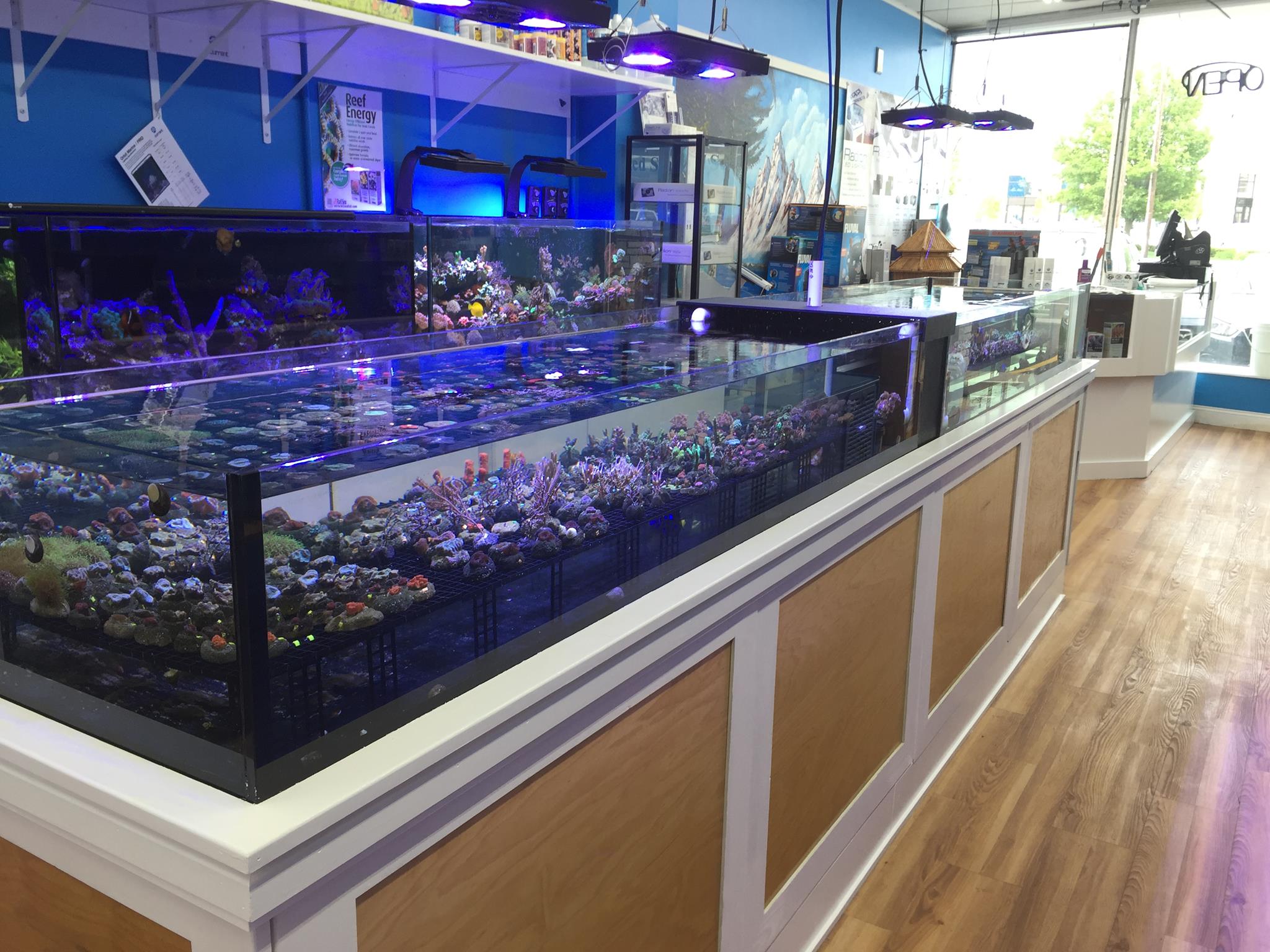 The FISH GEEK... - The FISH GEEK aquariums and ponds