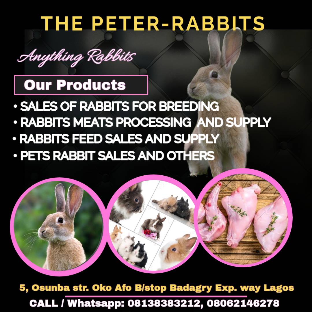 Olugbemi - INTERESTING FACTS ABOUT RABBITS Rabbits are meticulously ...