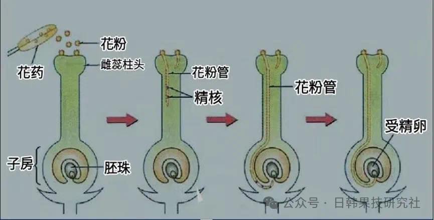 台灣生態農業發展協會 - 結實管理---受粉/授粉方法 ～溫帶果樹參考日韓兩國 （一）什麼是受粉（pollination）? 通過訪花昆蟲、風 ...