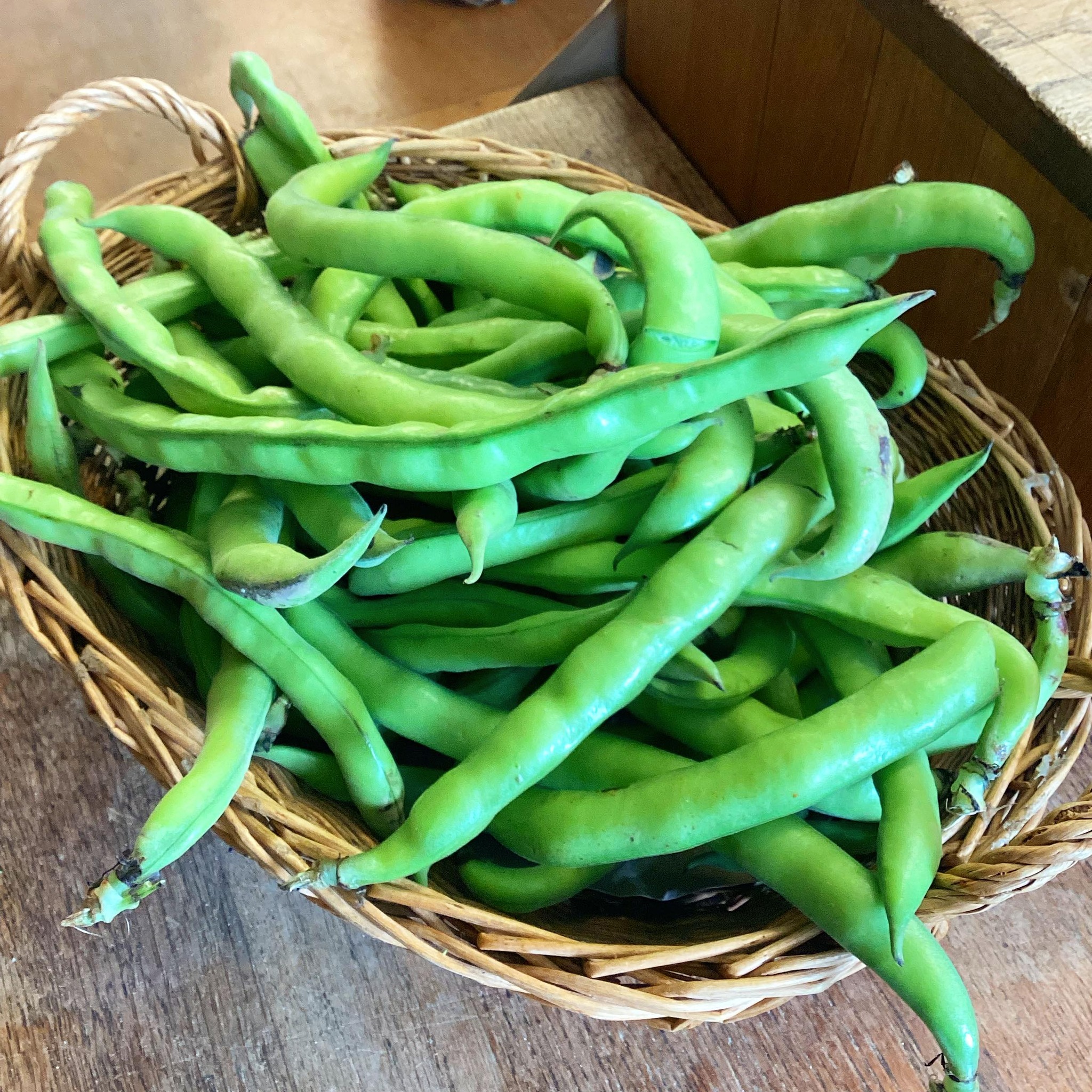 Maeth y Meysydd - 🫘 Broad beans! 🫘 Not quite UK yet...