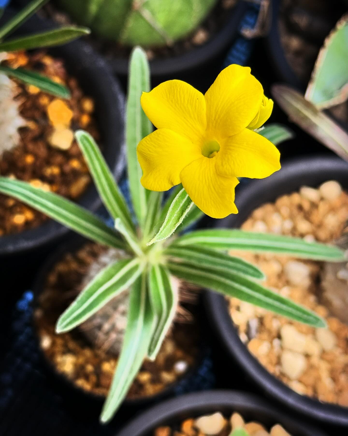 Malerisch - 昨年お迎えしたパキポディウムグラキリスの花が咲きました 