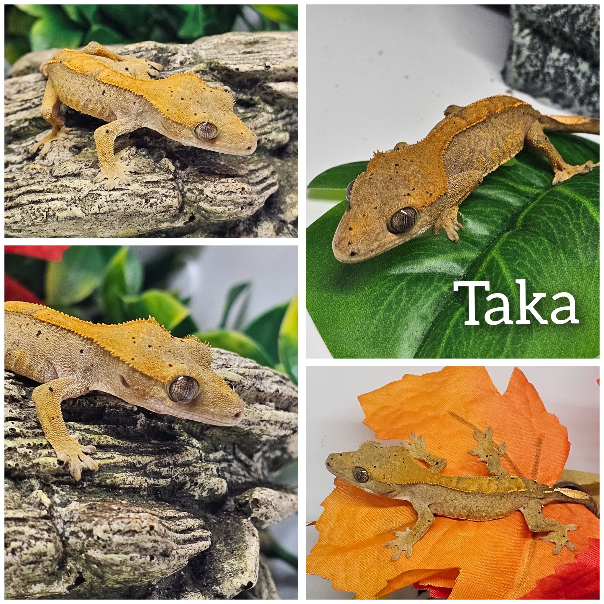 Shadow Geckos