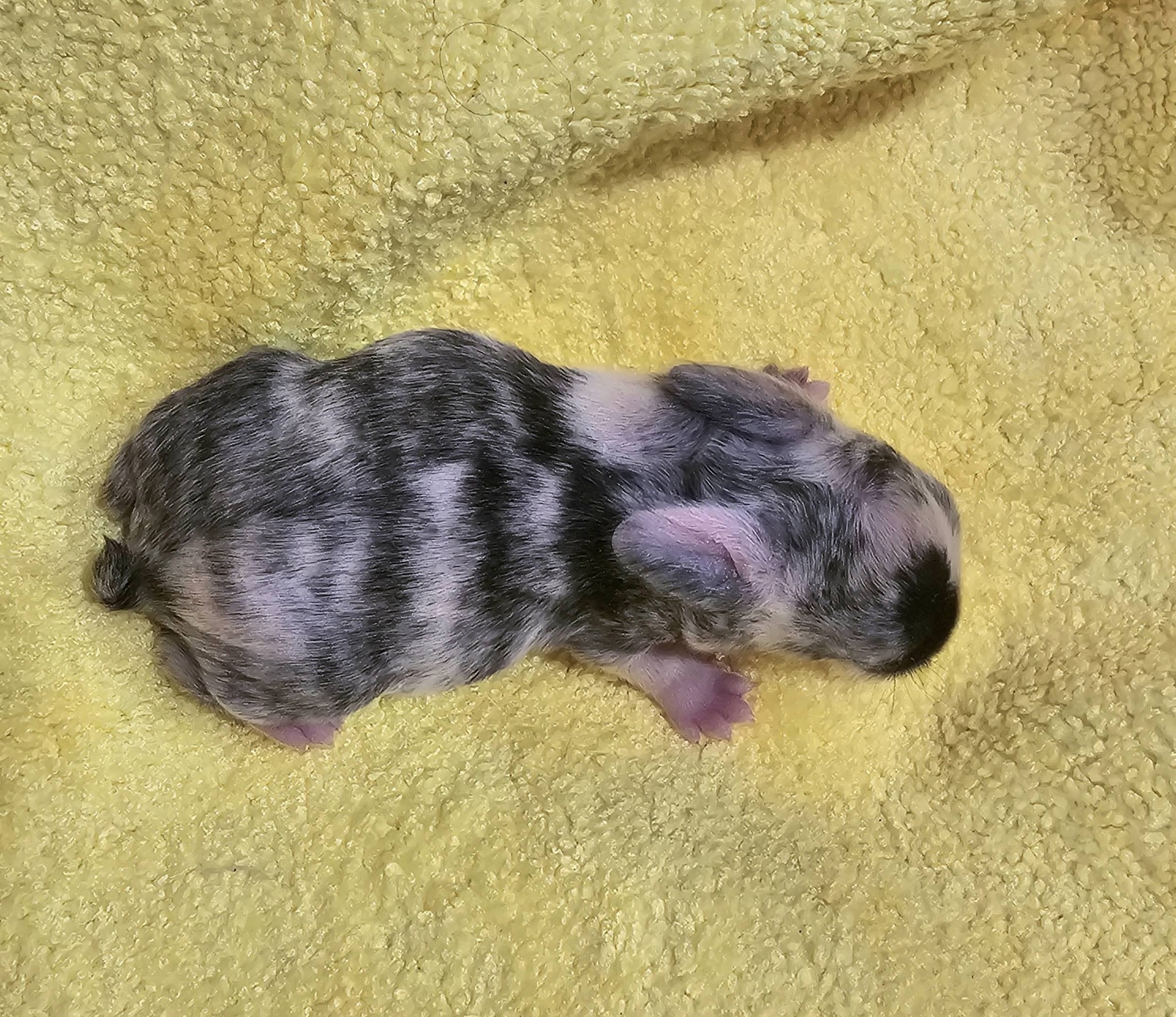 Cute little three day old black... - Stoney Creek Rabbits | Facebook