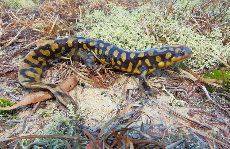 ecoEXPLORE Central NC added a new... - ecoEXPLORE Central NC
