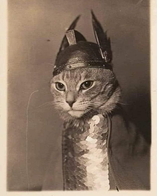 Vintage photograph of a cat in valkyrie costume from the opera Der