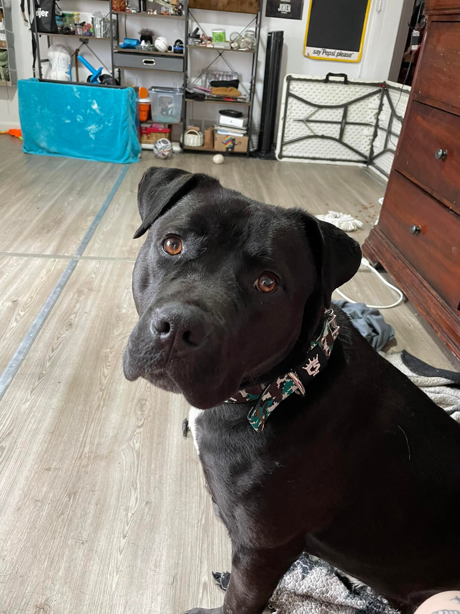 Pitt mix dog for adoption in Flint, 80 pounds