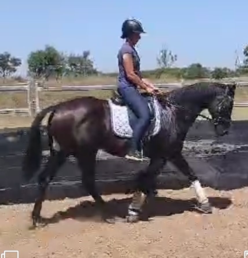 Sharp Performance Horses | Denman NSW