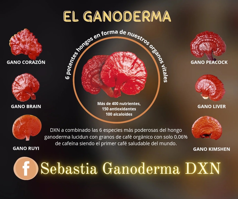 Sebastian - Ganoderma lucidum es un hongo basidiomiceto de la familia ...