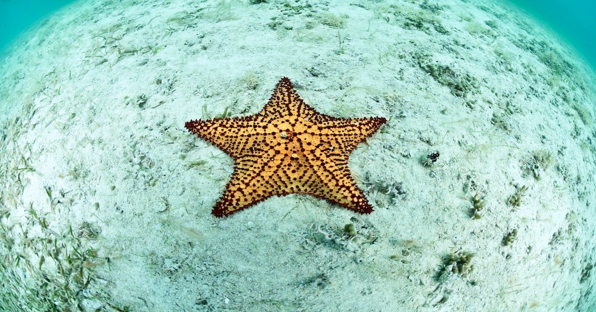 Dive Division
