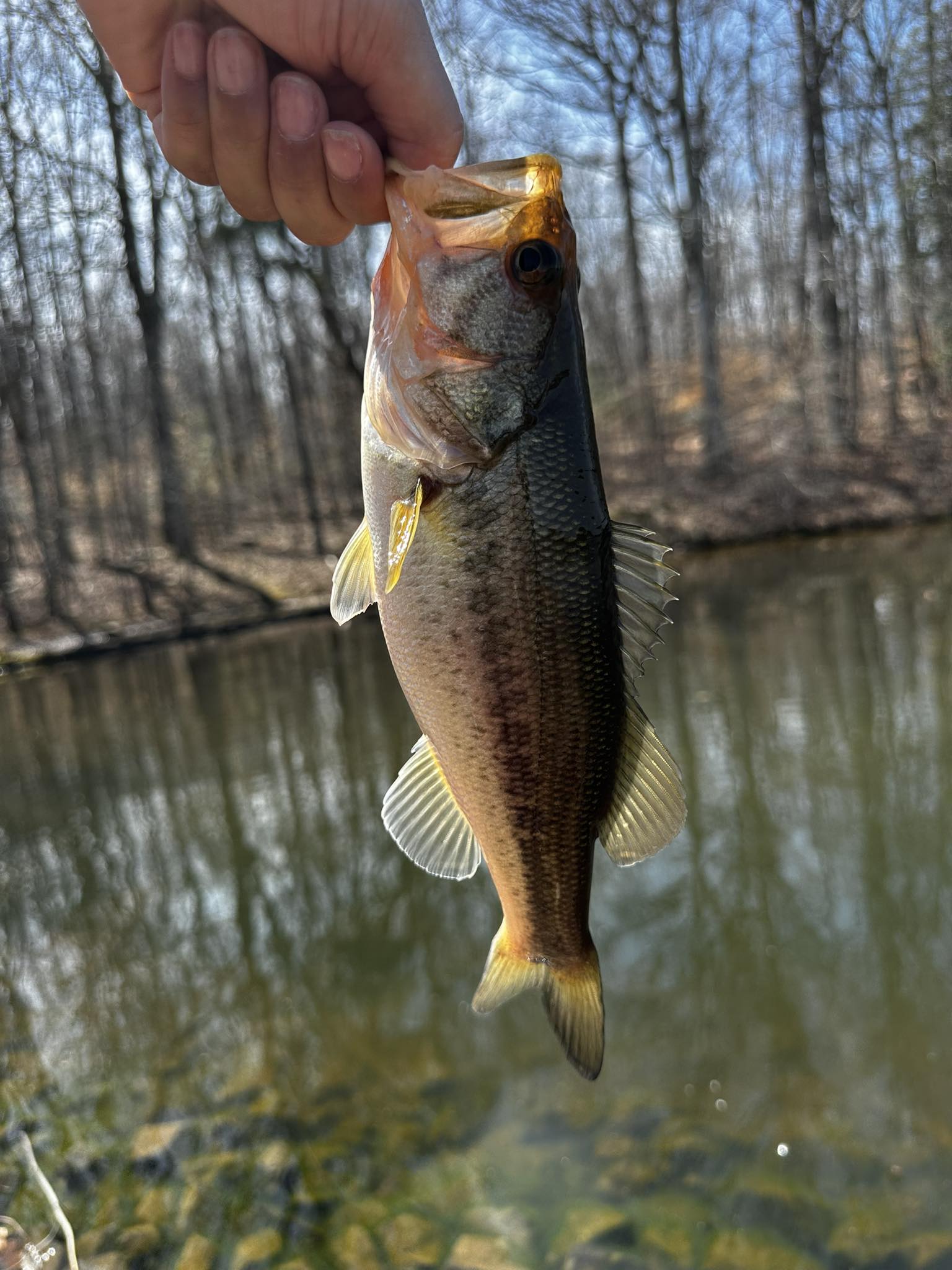 is the ugly stik a good fishing rod 6'6” Carbon Spinning and Reel Spinning Combo, Graphite with Graphite Tip Design, 6'6” 1-Piece Fast Action Rod : Sports & Outdoors The Ugly Tuff stainless Gravel Johnson Beetle Spin Panfish Model:SIN66MHXS