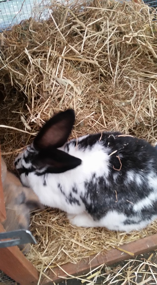 Susans rabbit rescue