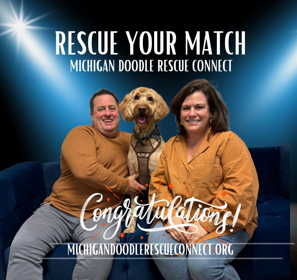 Michigan Doodle Rescue Connect - Congratulations Jake!!!! You found an ...