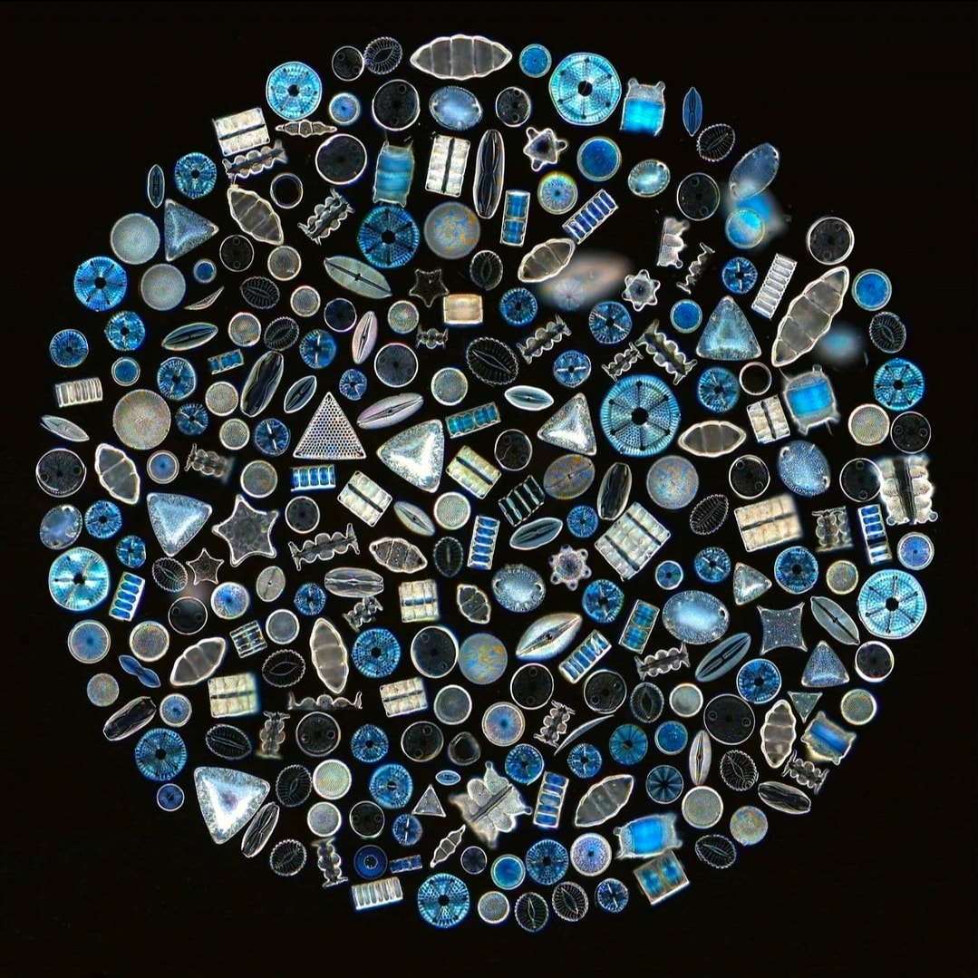 Biblical - Diatoms are microscopic organisms that construct silica ...