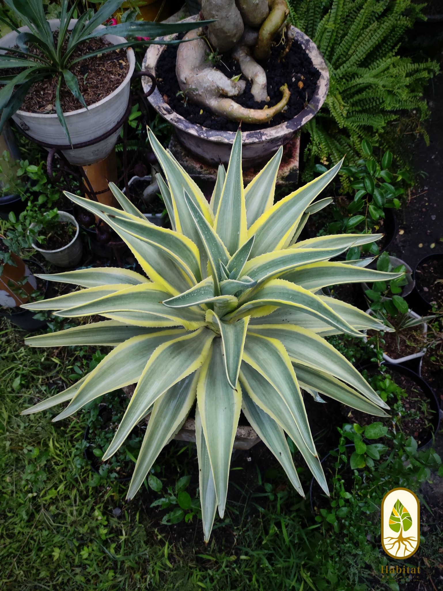 agave desmettiana mutant yellow กระถาง3️⃣5️⃣0️⃣