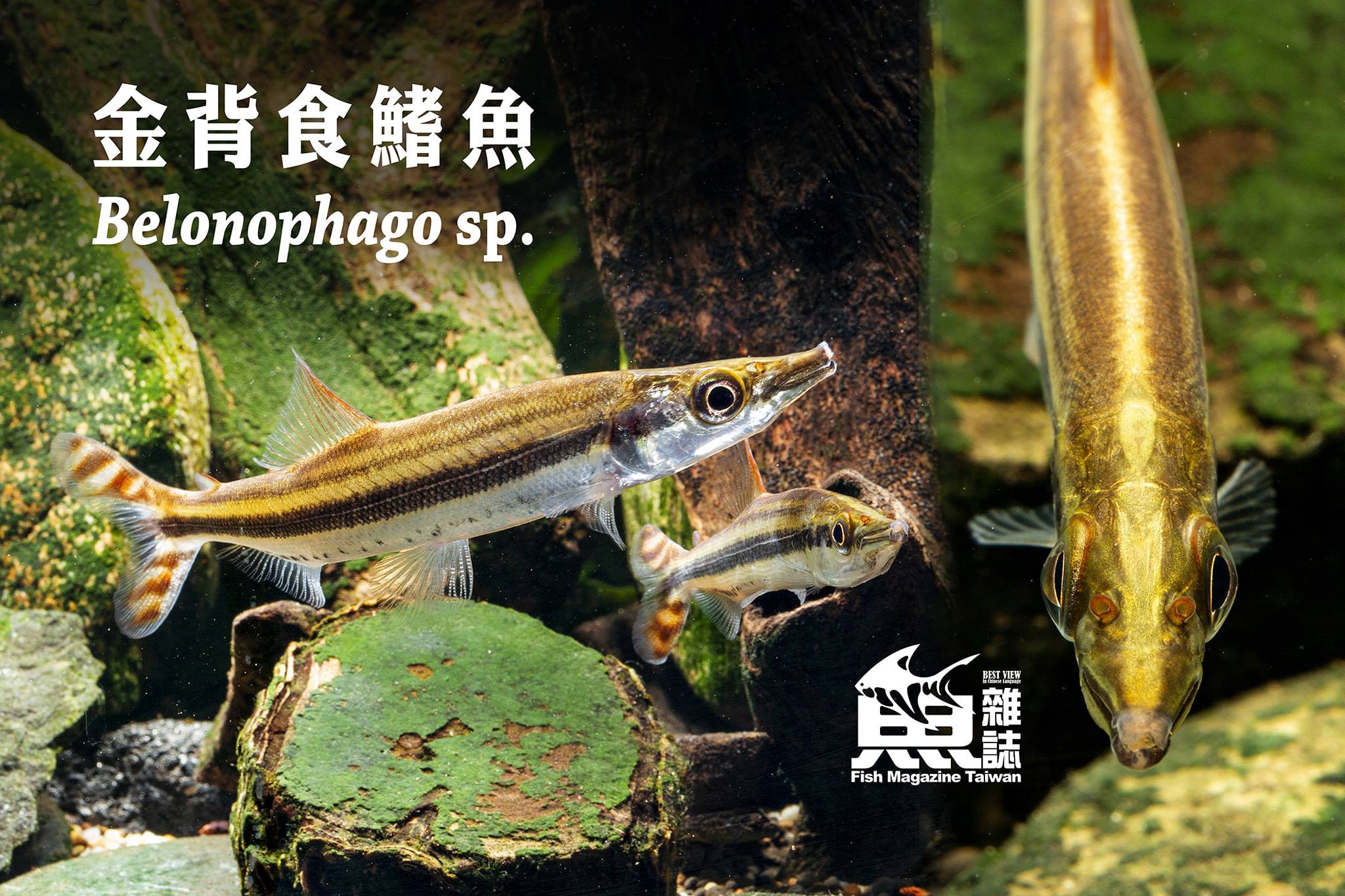 前一陣PO過3種食鰭魚，這隻該是sp.... - 台灣魚雜誌社 Fish Magazine TW | Facebook