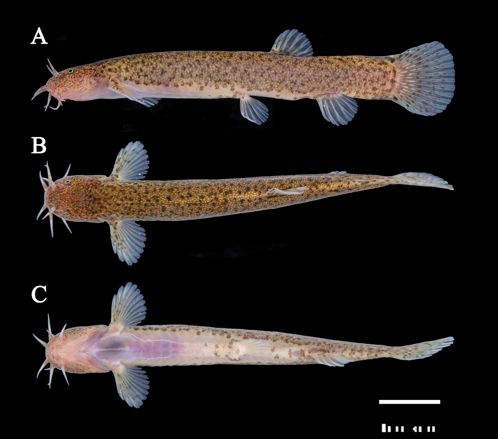 𝐿𝑒𝑓𝑢𝑎 𝑛𝑖𝑠ℎ𝑖𝑚𝑢𝑟𝑎𝑖, a new species of eight-barbel