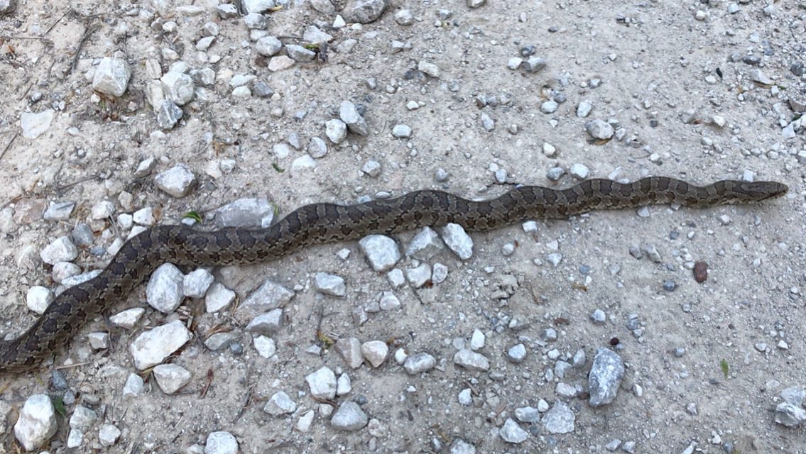 Carlton - Snake Spotlight Going way back almost a full two years to my ...