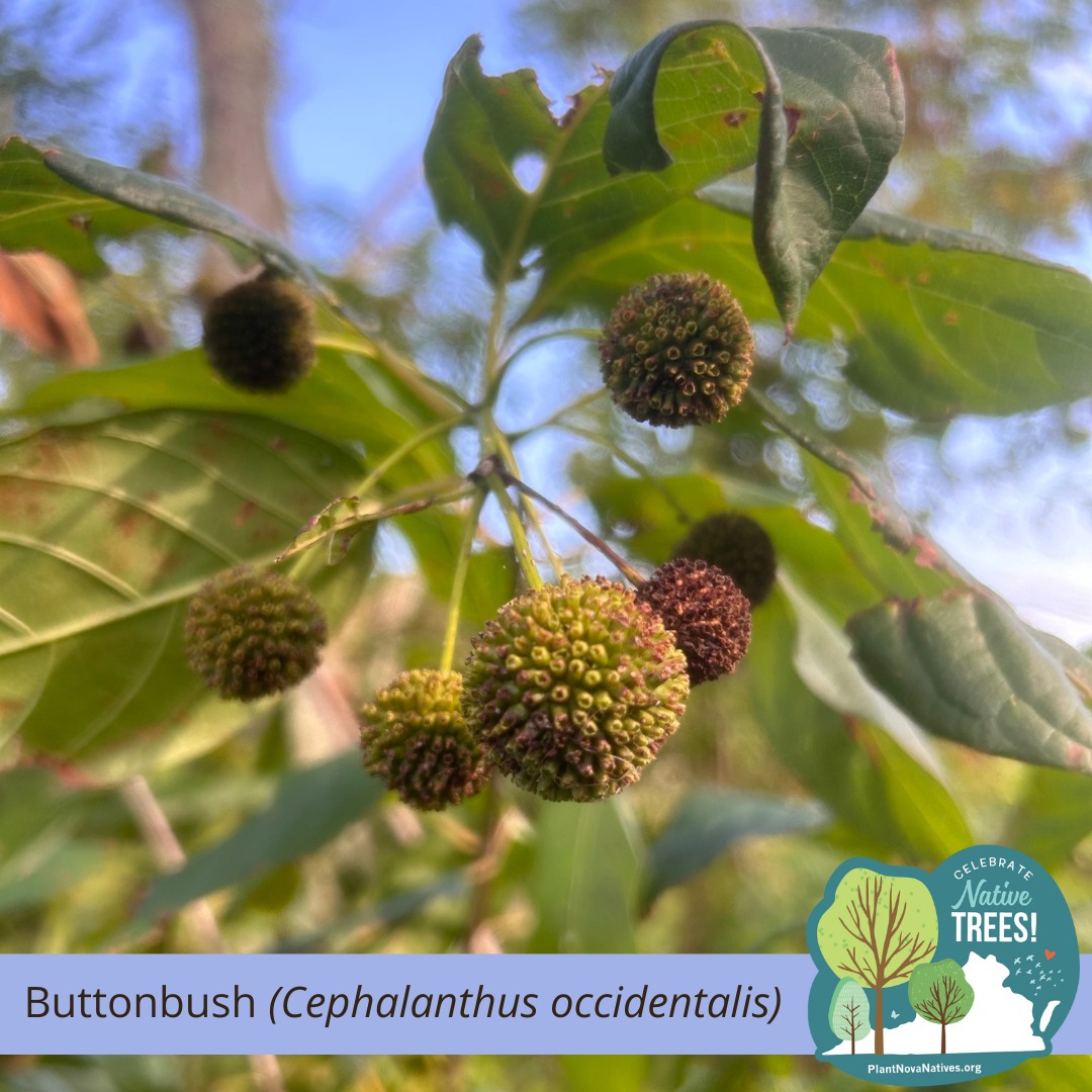 🌳 Native Tree Spotlight 🌳 Buttonbush... - Plant NOVA Natives