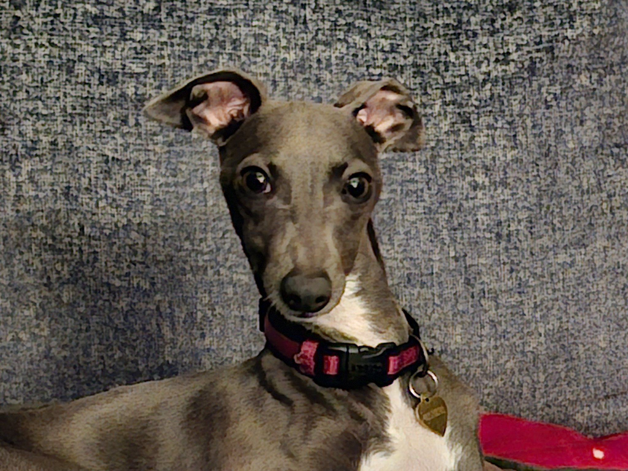 What is the best harness for an Italian Greyhound?