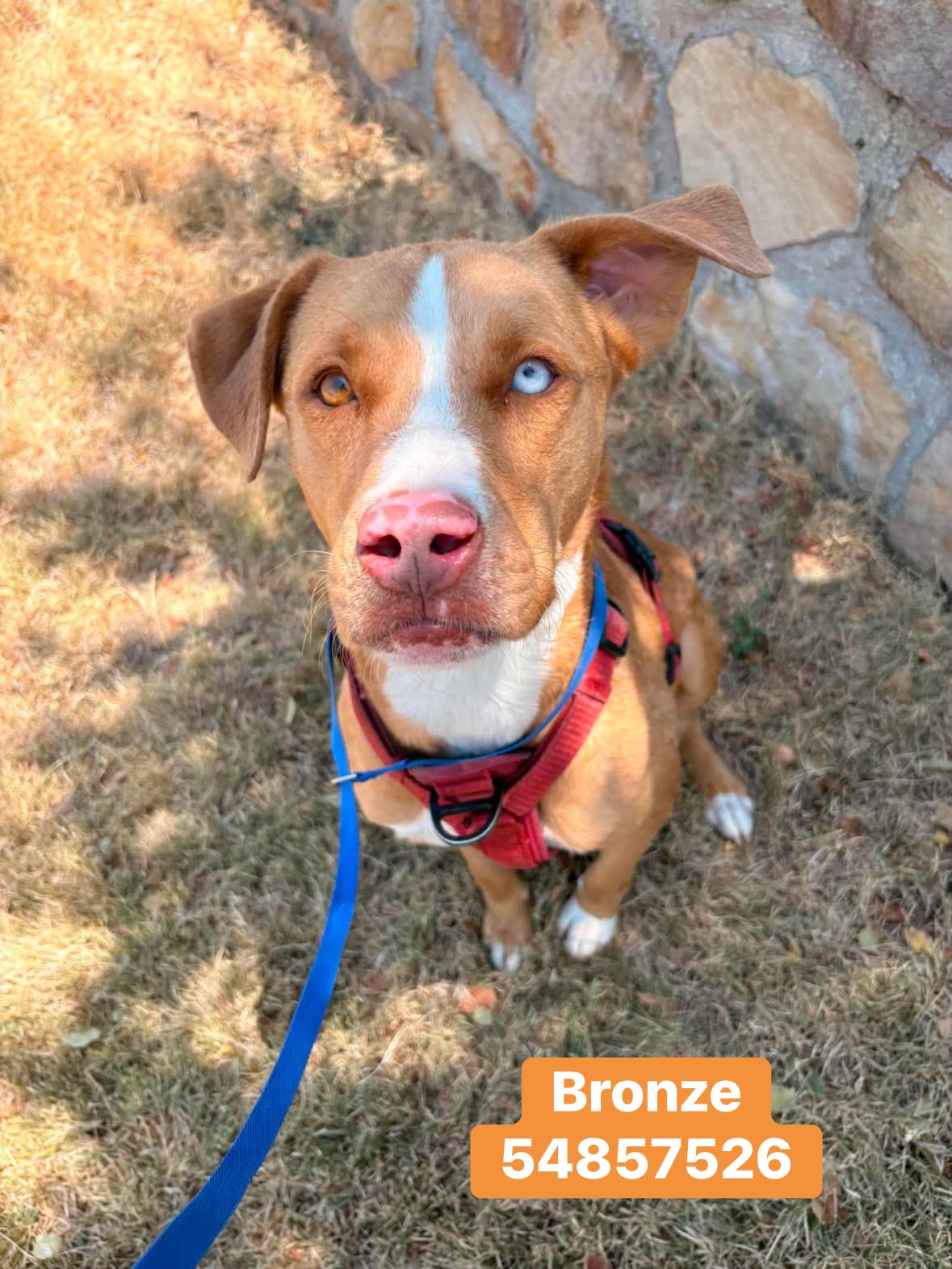 Raising - Raising Awareness For Urgent Shelter Dogs