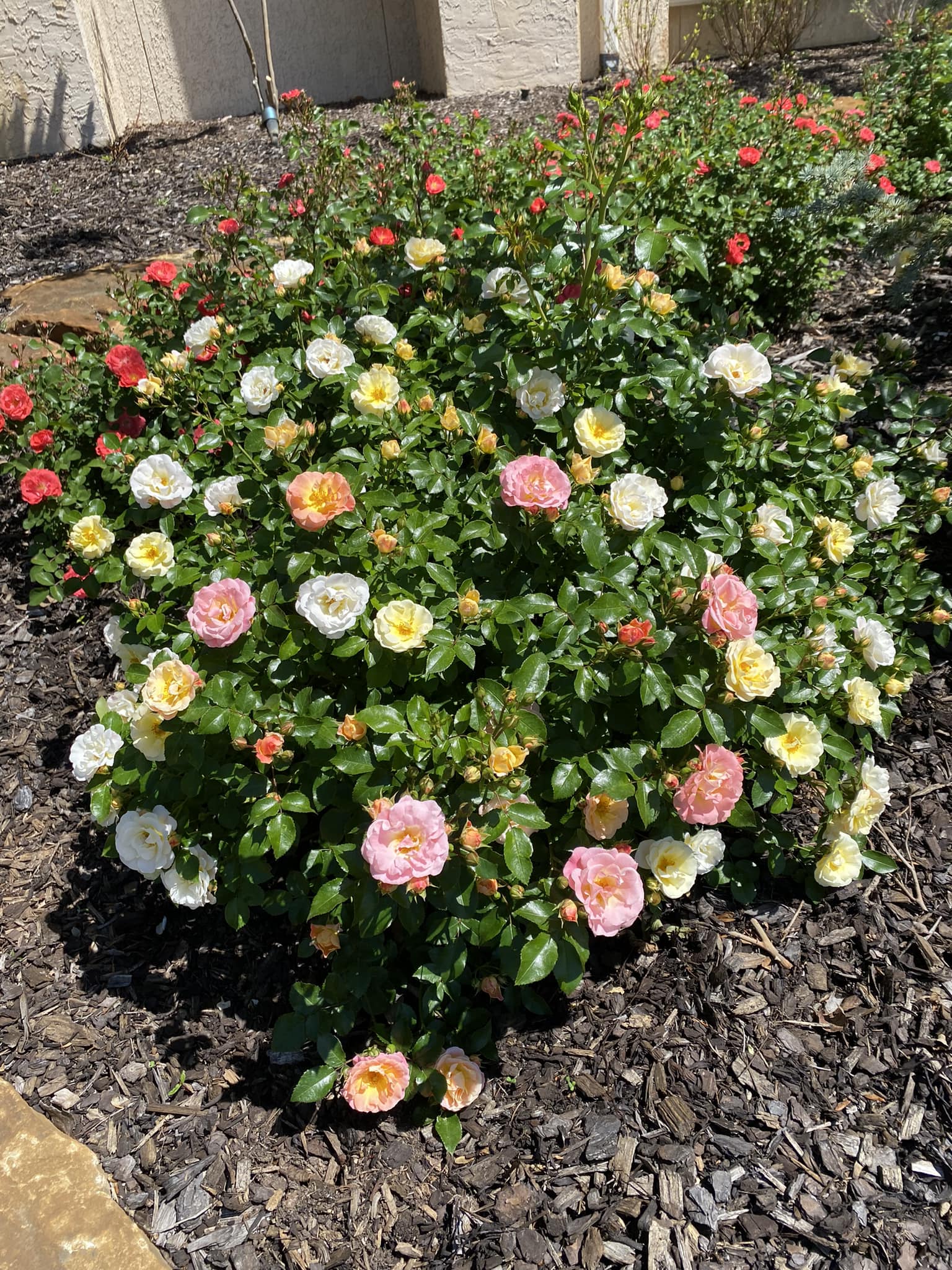 Landscaping With Drift Roses Companion Plants For Drift Roses: Plants