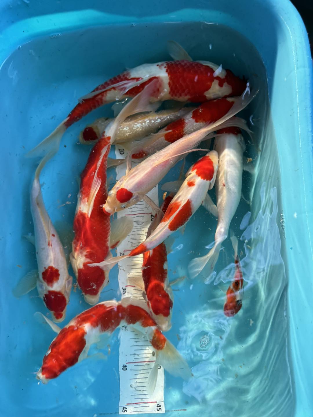 The KOI Farm - BGS KOI | San Luis