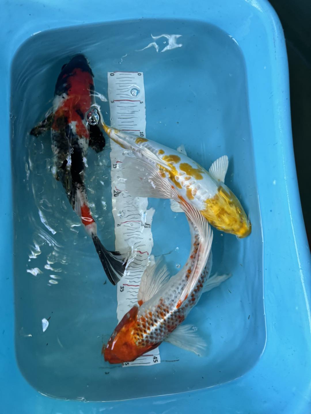 The KOI Farm - BGS KOI | San Luis
