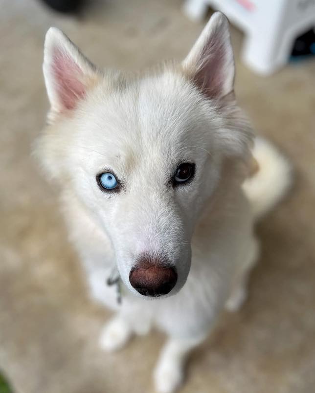 Meet Clay! 💙🐾 Clay is a ~1 year... - Sandy Paws Rescue Inc.