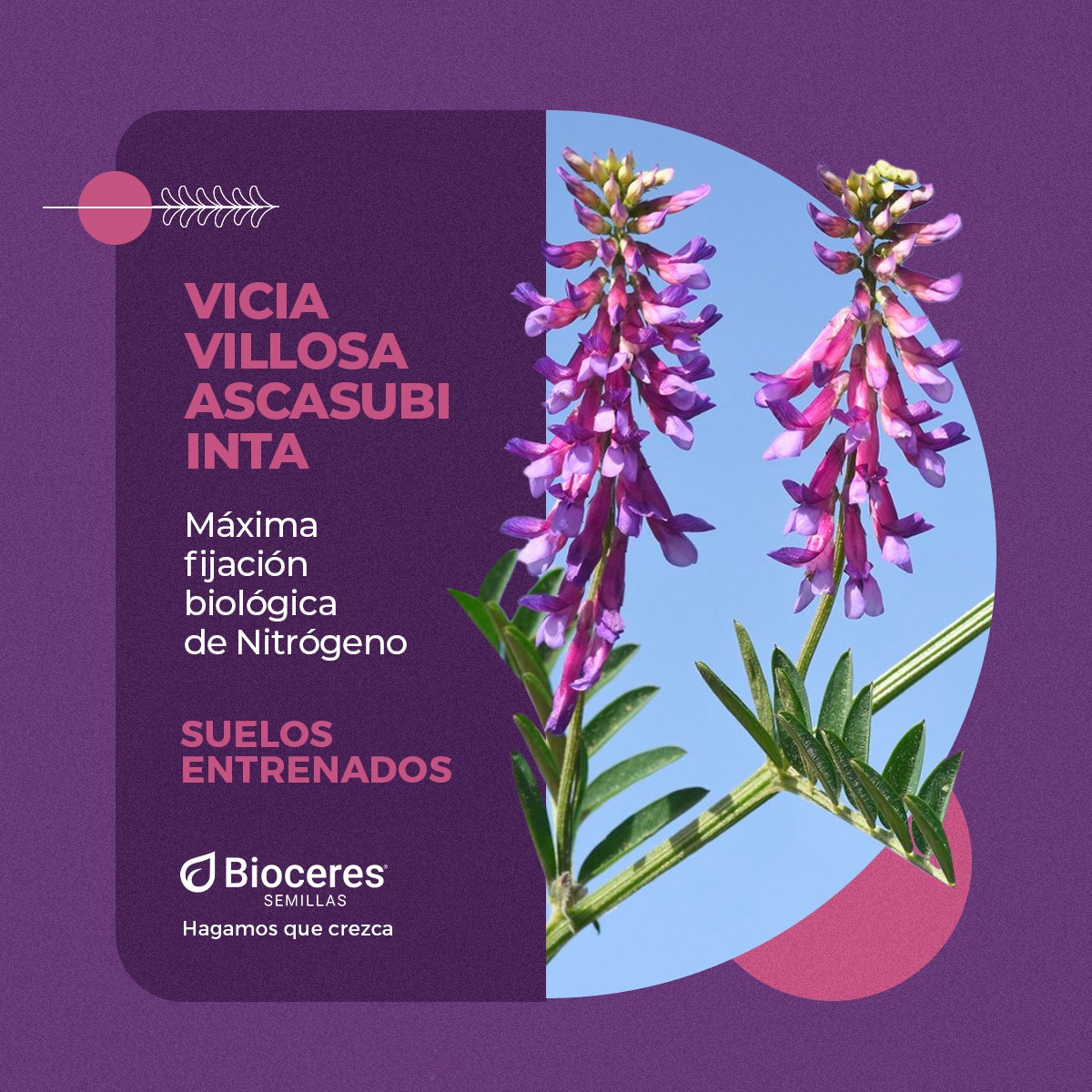 Bioceres - 🔝 El nitrógeno que aporta la Vicia Villosa optimiza la ...