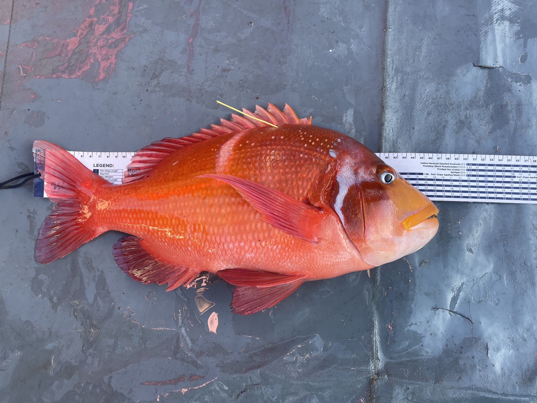Oceans Research - 🌊 During our ethical fish biodiversity... | Facebook