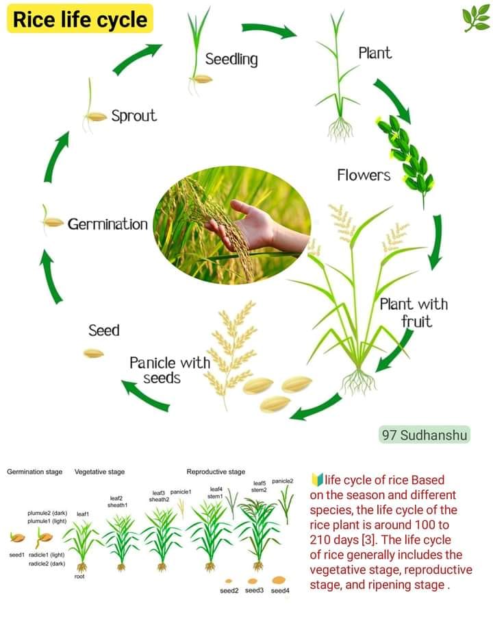 life cycle of rice plant #fbpost2024... - Biological Sciences | Facebook