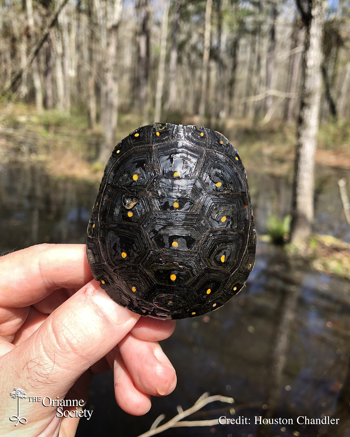 Our Spotted Turtle sampling season... - The Orianne Society | Facebook