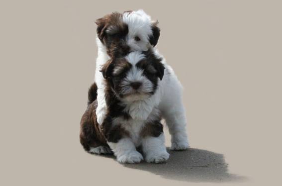 Bichons Havanais El Habanna Seda Photos Facebook