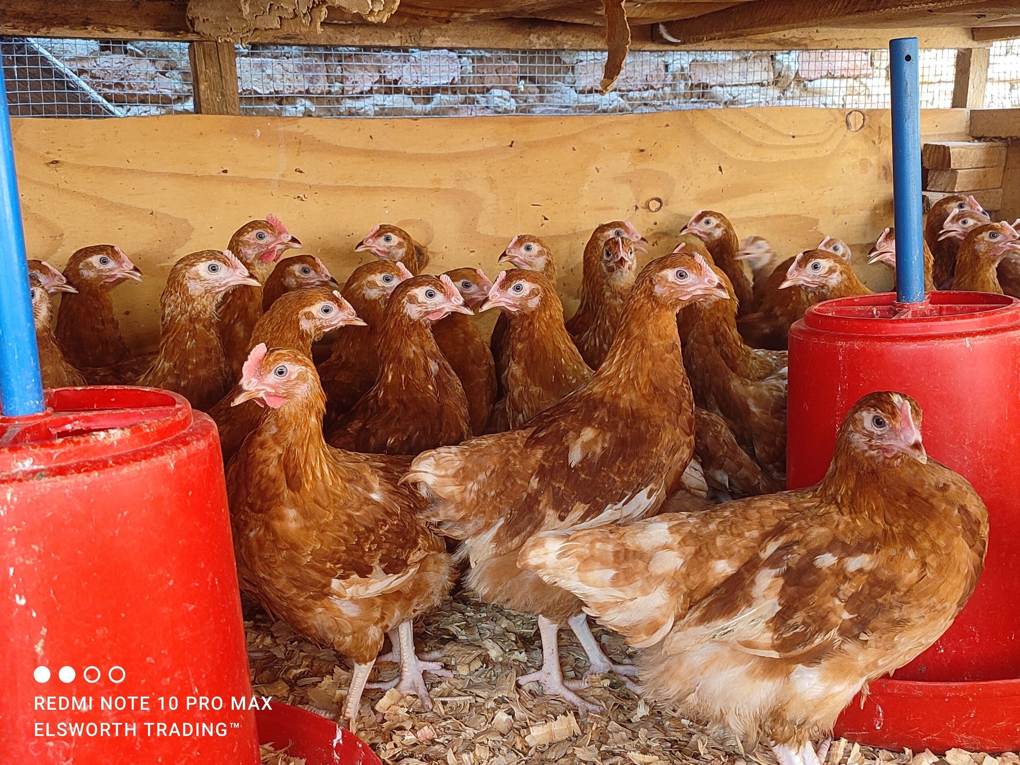 poultry Farmers Malawi | 👉🏽 11 Weeks Old Hy-Line Layer Chicks For Sale ...