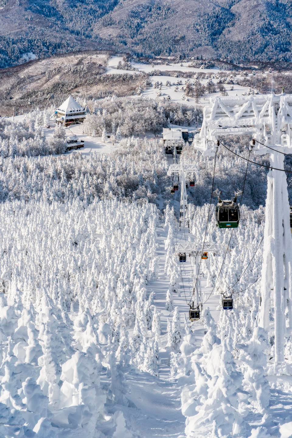 รถเช่าในญี่ปุ่น - อัพเดทล่าสุด ชมปีศาจหิมะ(Snow Monsters)... | Facebook